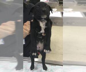 German Shepherd Dog-Unknown Mix Dogs for adoption in Riverside, CA, USA