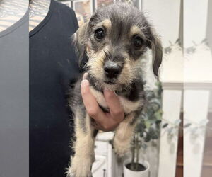 Miniature Schnauzer-Unknown Mix Dogs for adoption in Grafton, WI, USA