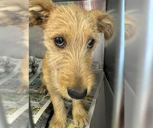 Mutt Dogs for adoption in San Antonio, TX, USA