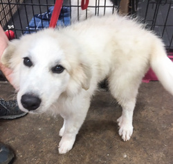 Great Pyrenees Dogs for adoption in DeLand, FL, USA
