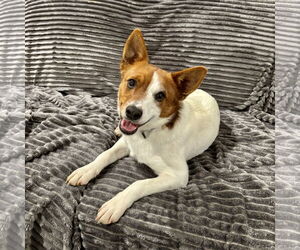 Jack Russell Terrier Dogs for adoption in Alexandria, KY, USA
