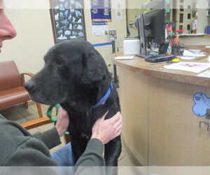 Labrador Retriever Dogs for adoption in Ocala, FL, USA