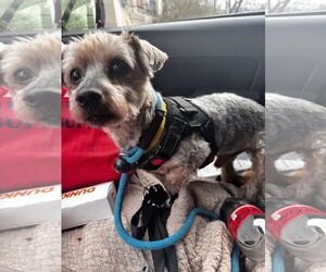 Mutt Dogs for adoption in Rockaway, NJ, USA