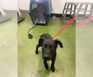Labrador Retriever Dogs for adoption in Fruit Heights, UT, USA
