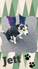 Collie-Unknown Mix Dogs for adoption in Marion, KY, USA