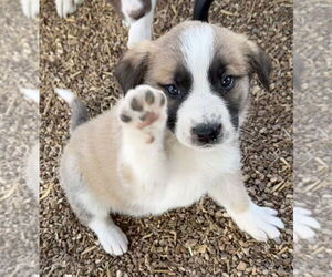 Anatolian Shepherd-Siberian Husky Mix Dogs for adoption in Bolivar, MO, USA