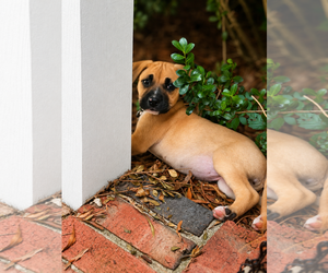 American Pit Bull Terrier-Black Mouth Cur Mix Dogs for adoption in Holly Springs, NC, USA