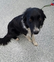 Border Collie Dogs for adoption in Carroll, IA, USA