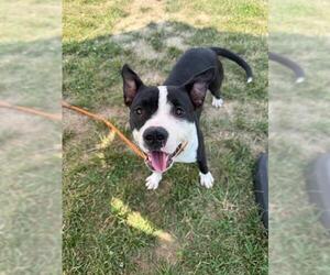 American Pit Bull Terrier-American Staffordshire Terrier Mix Dogs for adoption in Louisville, KY, USA