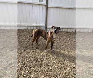 Boxer-Unknown Mix Dogs for adoption in Mooresville, NC, USA