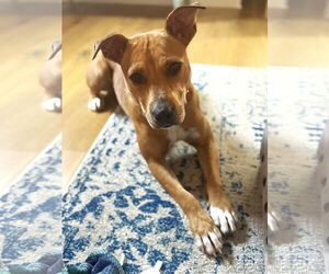 American Staffordshire Terrier-Unknown Mix Dogs for adoption in Arlington, VA, USA