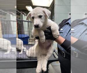 Siberian Husky Dogs for adoption in Stockton, CA, USA