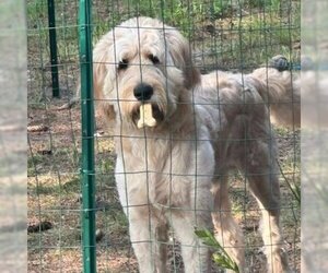 Goldendoodle (Miniature) Dogs for adoption in Spring Lake, NJ, USA