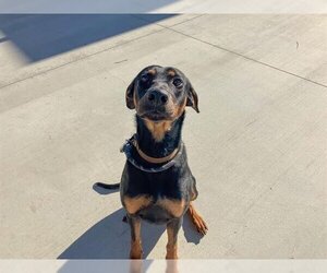 Doberman Pinscher Dogs for adoption in Orange, CA, USA