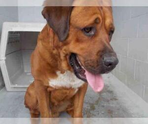 Bullmastiff Dogs for adoption in Rosenberg, TX, USA