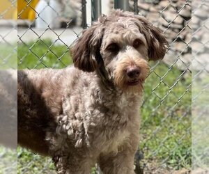 Aussiedoodle Dogs for adoption in Valrico, FL, USA