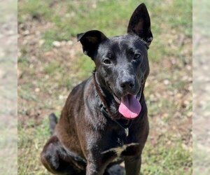 Chocolate Labrador retriever-Unknown Mix Dogs for adoption in Austin, TX, USA