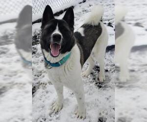 Akita Dogs for adoption in Roslindale, MA, USA