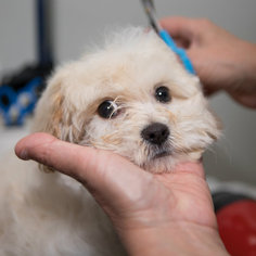 Small Poodle (Miniature) Mix