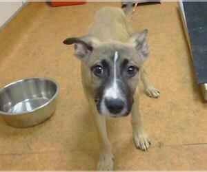 German Shepherd Dog-Unknown Mix Dogs for adoption in Sacramento, CA, USA