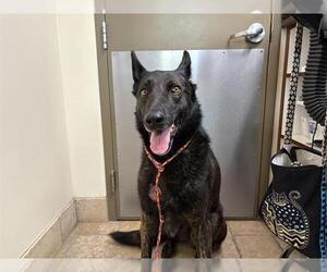 - Mix Dogs for adoption in Camarillo, CA, USA