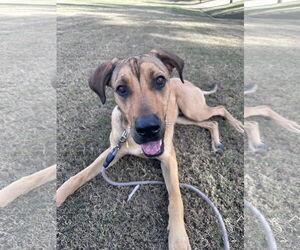 Great Dane-Unknown Mix Dogs for adoption in Chandler, AZ, USA