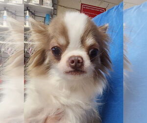 Chihuahua-Unknown Mix Dogs for adoption in Oakland Park, FL, USA