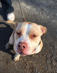 Small American Staffordshire Terrier Mix