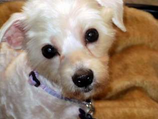 Maltichon Dogs for adoption in Suffolk, VA, USA