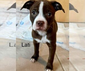 Pug-Staffordshire Bull Terrier Mix Dogs for adoption in Cave Creek, AZ, USA