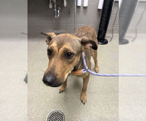 German Shepherd Dog-Unknown Mix Dogs for adoption in Las Vegas, NV, USA