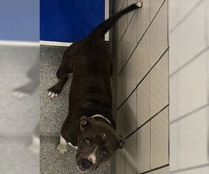American Pit Bull Terrier Dogs for adoption in Pasadena, TX, USA