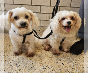 Maltese-Unknown Mix Dogs for adoption in Brooklyn, NY, USA