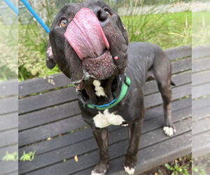 American Pit Bull Terrier-Unknown Mix Dogs for adoption in Anchorage, AK, USA