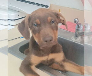 Mutt Dogs for adoption in Canton, CT, USA