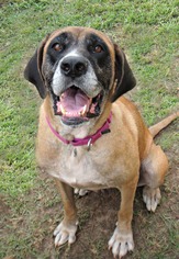 Mastiff Dogs for adoption in Norwood, GA, USA