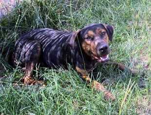 Plott Hound Dogs for adoption in Woodside, NY, USA