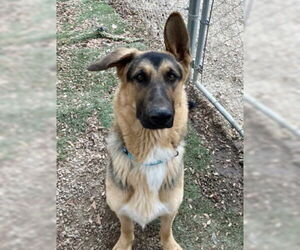 Mutt Dogs for adoption in Ventura, CA, USA