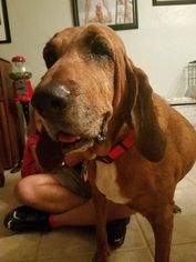 Bloodhound Dogs for adoption in Seminole, FL, USA