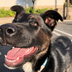 Shepradors Dogs for adoption in San Juan Capistrano, CA, USA