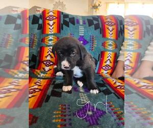 Bernese Mountain Dog-Labrador Retriever Mix Dogs for adoption in Calgary, Alberta, Canada