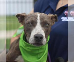 American Staffordshire Terrier-Unknown Mix Dogs for adoption in San Antonio, TX, USA