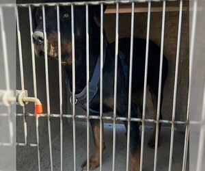 Rottweiler Dogs for adoption in Oklahoma City, OK, USA