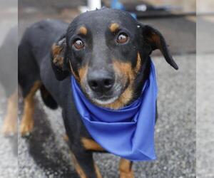 Dachshund-Unknown Mix Dogs for adoption in San Antonio, TX, USA