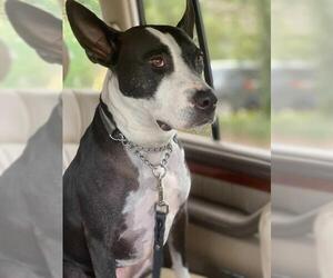American Pit Bull Terrier-Bull Terrier Mix Dogs for adoption in Alexandria, VA, USA