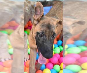 Catahoula Leopard Dog-German Shepherd Dog Mix Dogs for adoption in Sacramento, CA, USA
