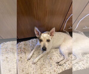 Mutt Dogs for adoption in Aurora, CO, USA