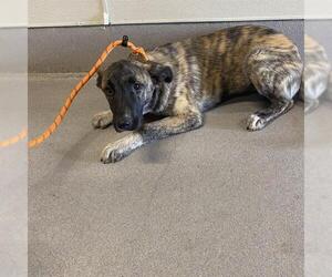 German Shepherd Dog-Unknown Mix Dogs for adoption in Modesto, CA, USA