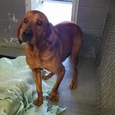 Bloodhound Dogs for adoption in Galax, VA, USA