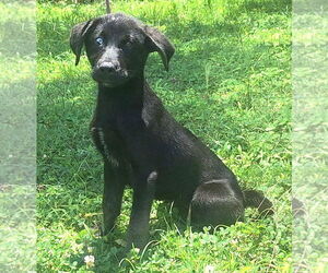 Labrador Retriever-Unknown Mix Dogs for adoption in Wetumpka, AL, USA
